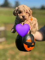 Sweetpea , a female Maltipoo for sale in Charlotte, NC – 2 of 3
