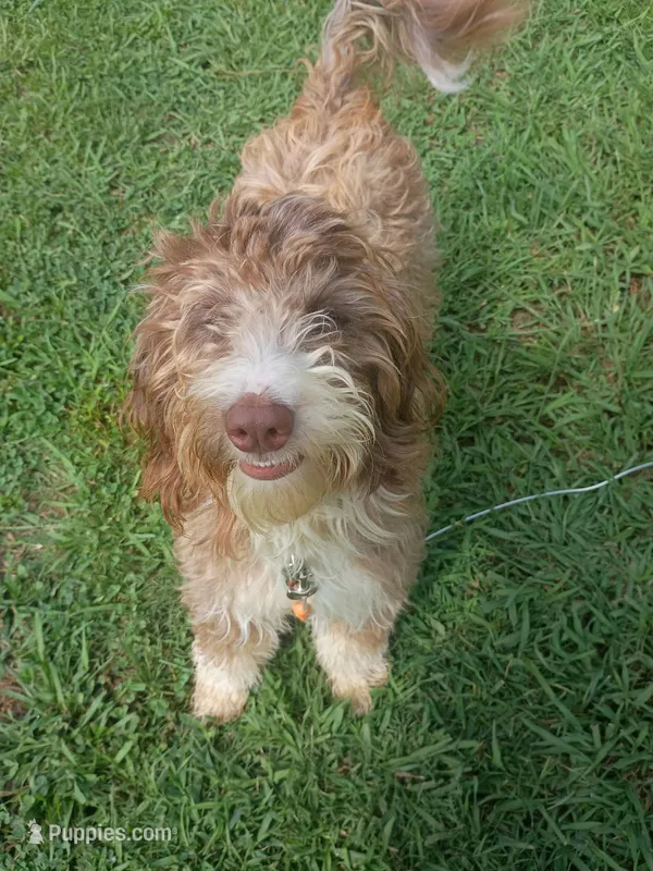 Daisy – Aussiedoodle puppy for sale in Charlotte, NC