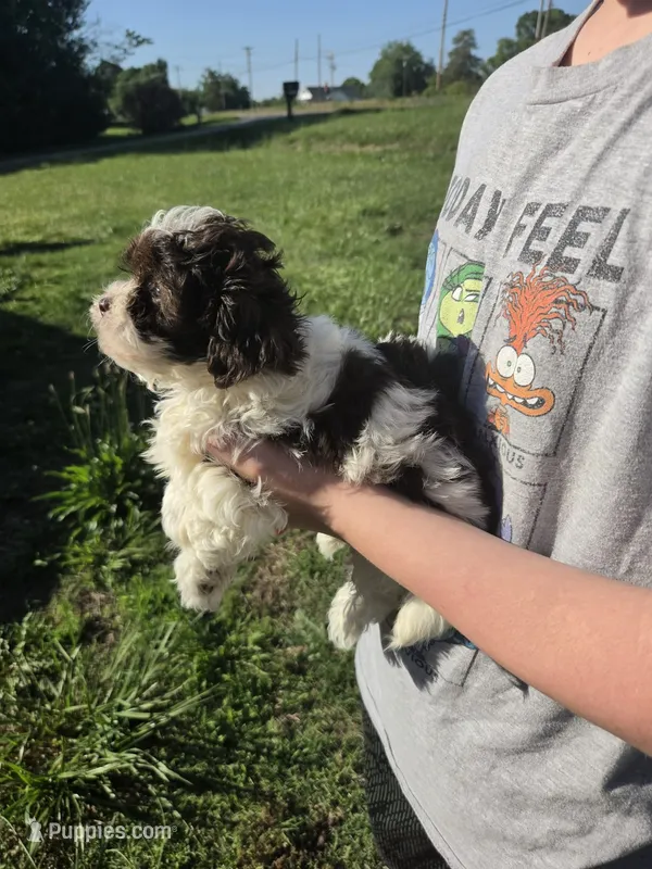 Princess – Shihpoo puppy for sale in Charlotte, NC