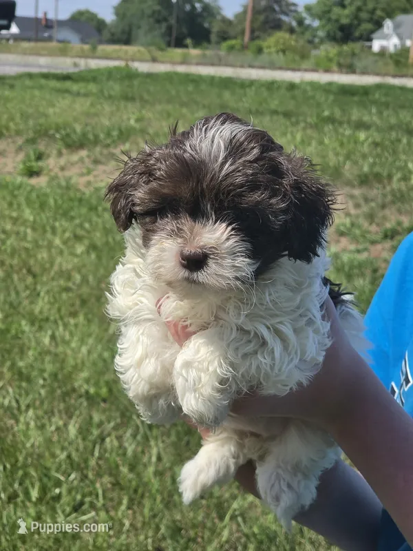 Princess – Shihpoo puppy for sale in Charlotte, NC