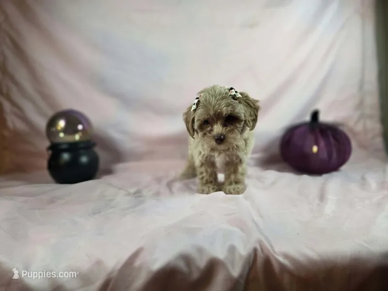 Sweetpea – Maltipoo puppy for sale in Charlotte, NC
