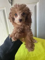 Reilly, a male Poodle - Toy  for sale in Charlotte, NC – Photo 1 of 6