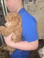 Reilly, a male Poodle - Toy  for sale in Charlotte, NC – Photo 4 of 6