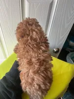 Reilly, a male Poodle - Toy  for sale in Charlotte, NC – Photo 3 of 6