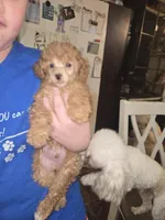 Reilly, a male Poodle - Toy  for sale in Charlotte, NC – Photo 6 of 6