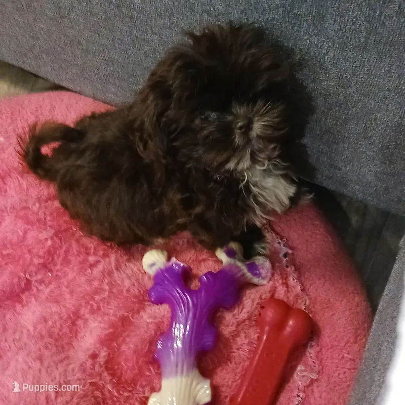 Chewy – Shih Tzu puppy for sale in Charlotte, NC