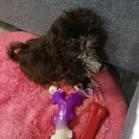 Chewy, a male Shih Tzu for sale in Charlotte, NC – 1 of 4