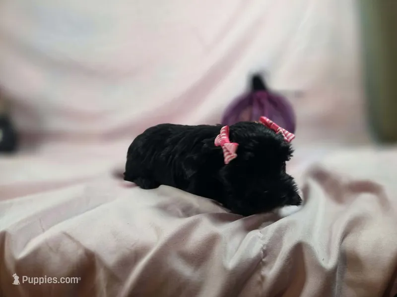 Shadow – Yorkshire Terrier puppy for sale in Charlotte, NC