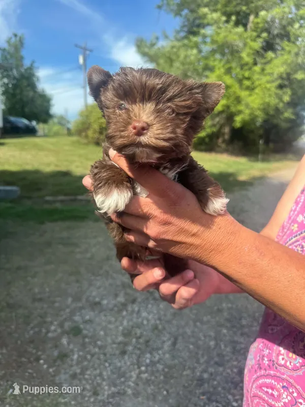 Tootsie roll – Yorkshire Terrier puppy for sale in Charlotte, NC