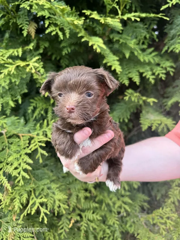 Tootsie roll – Yorkshire Terrier puppy for sale in Charlotte, NC