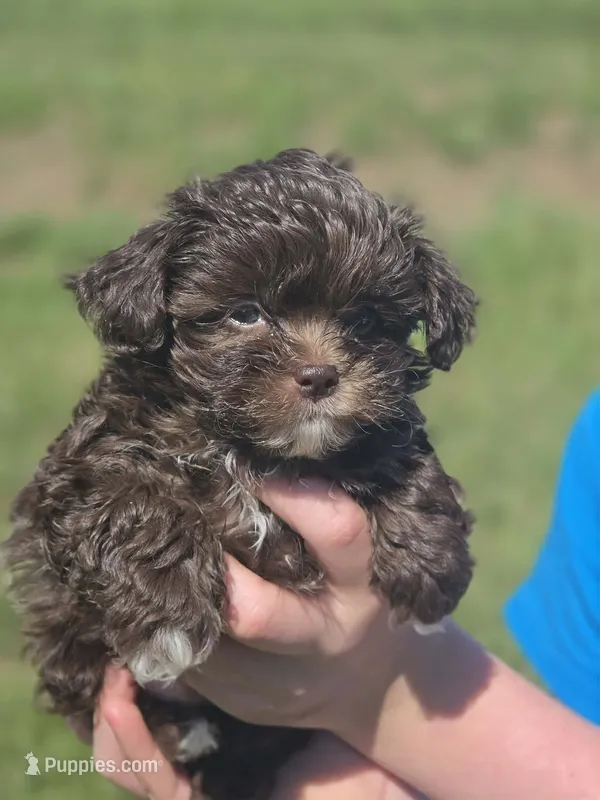 Hershal – Shihpoo puppy for sale in Charlotte, NC