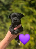 Noel, a female Yorkshire Terrier for sale in Charlotte, NC – Photo 2 of 2