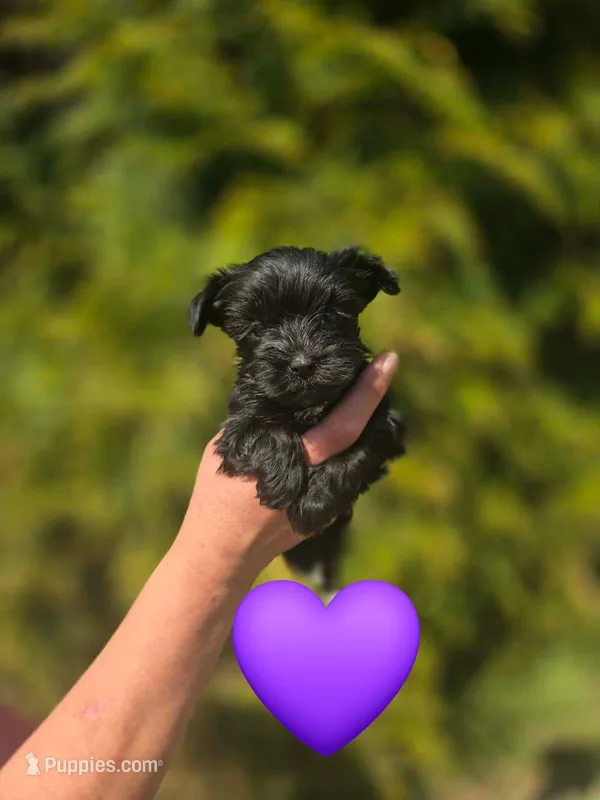 Noel – Yorkshire Terrier puppy for sale in Charlotte, NC