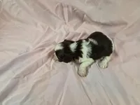 Izzy, a female Yorkshire Terrier for sale in Charlotte, NC – 2 of 2