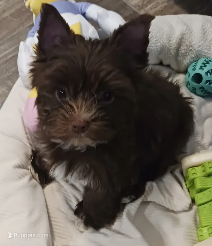 Tootsie roll – Yorkshire Terrier puppy for sale in Charlotte, NC