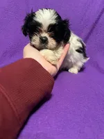 Crissy, a female Shih Tzu for sale in Charlotte, NC – Photo 1 of 3