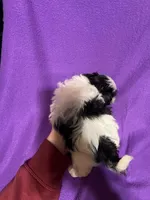 Crissy, a female Shih Tzu for sale in Charlotte, NC – Photo 3 of 3