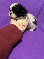 Crissy, a female Shih Tzu for sale in Charlotte, NC – Photo 2 of 3