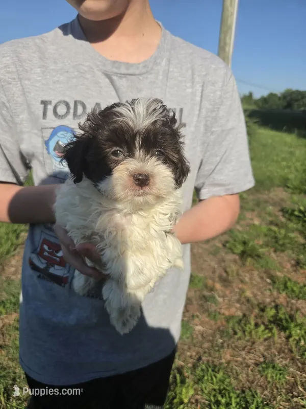 Princess – Shihpoo puppy for sale in Charlotte, NC
