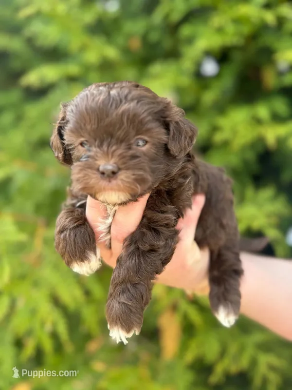 Hershal – Shihpoo puppy for sale in Charlotte, NC