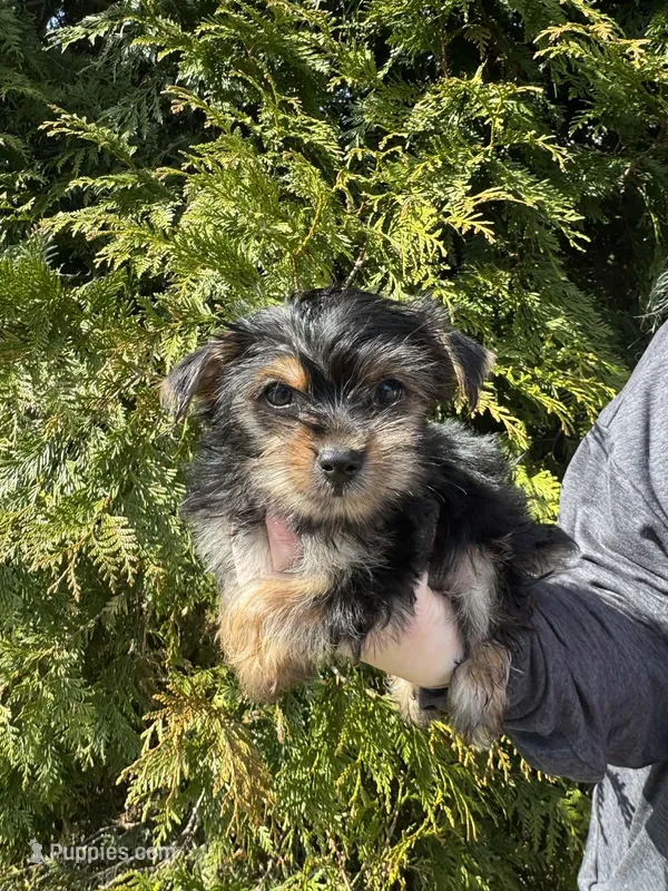 Sam bo – Yorkshire Terrier puppy for sale in Charlotte, NC