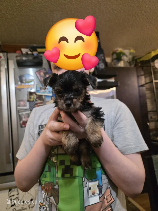 Sam bo – Yorkshire Terrier puppy for sale in Charlotte, NC