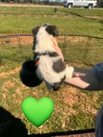 Bear , a male Yorkshire Terrier for sale in Charlotte, NC – 2 of 2