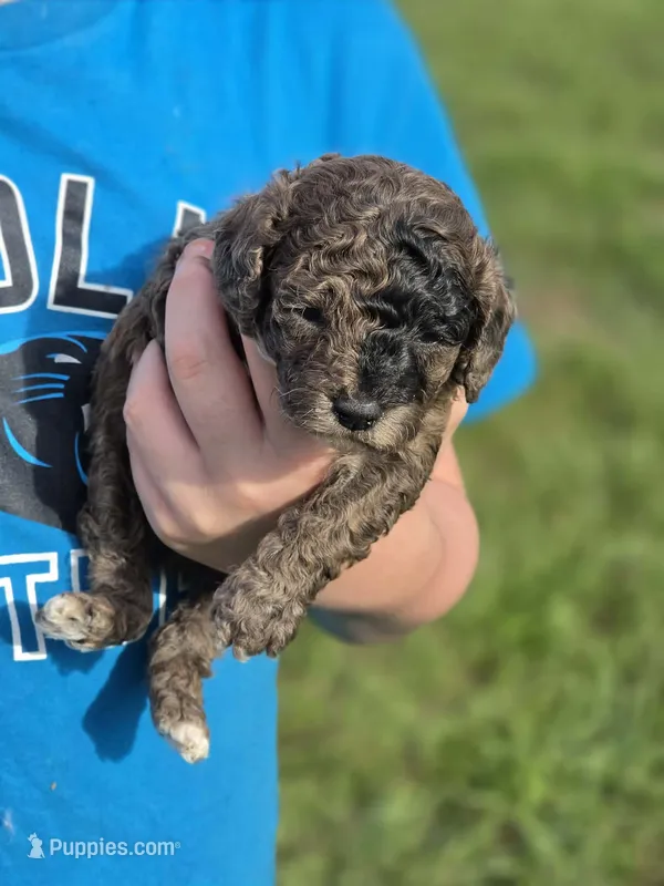 Poppy – Poodle - Miniature  puppy for sale in Charlotte, NC