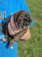 Poppy, a male Poodle - Miniature  for sale in Charlotte, NC – 1 of 2