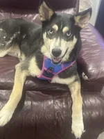 Mila, a female Siberian Husky for sale in Charlotte, NC – 2 of 4
