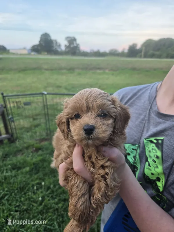 Chloe – Maltipoo puppy for sale in Charlotte, NC
