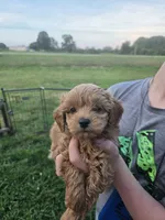 Chloe, a female Maltipoo for sale in Charlotte, NC – 2 of 2