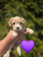 Princess, a female Cavapoo for sale in Charlotte, NC – Photo 2 of 2