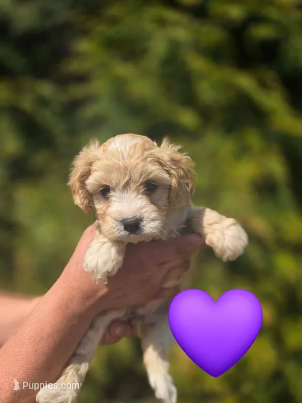 Princess – Cavapoo puppy for sale in Charlotte, NC
