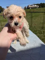 Cleo, a female Yorkipoo for sale in Charlotte, NC – Photo 3 of 3
