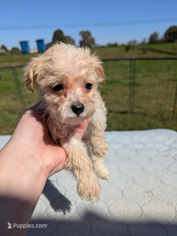 Cleo, a female Yorkipoo for sale in Charlotte, NC – Photo 1 of 3