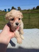 Cleo, a female Yorkipoo for sale in Charlotte, NC – Photo 1 of 3
