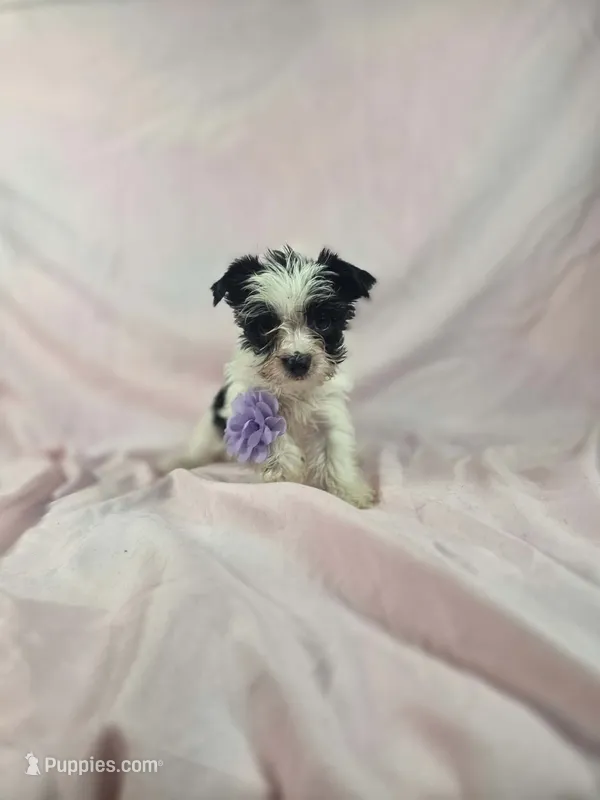 Sissy – Yorkshire Terrier puppy for sale in Charlotte, NC
