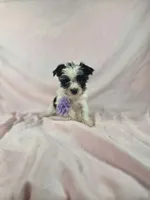 Sissy, a female Yorkshire Terrier for sale in Charlotte, NC – 1 of 1