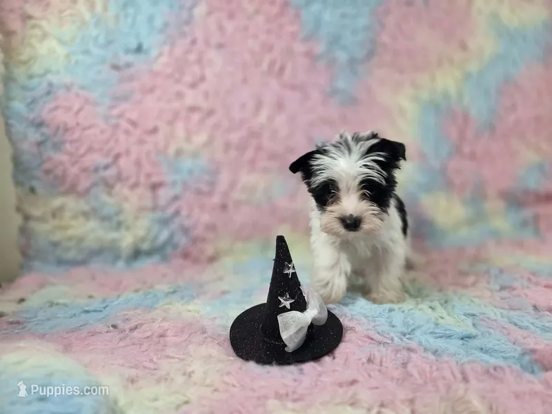 Sissy – Yorkshire Terrier puppy for sale in Charlotte, NC