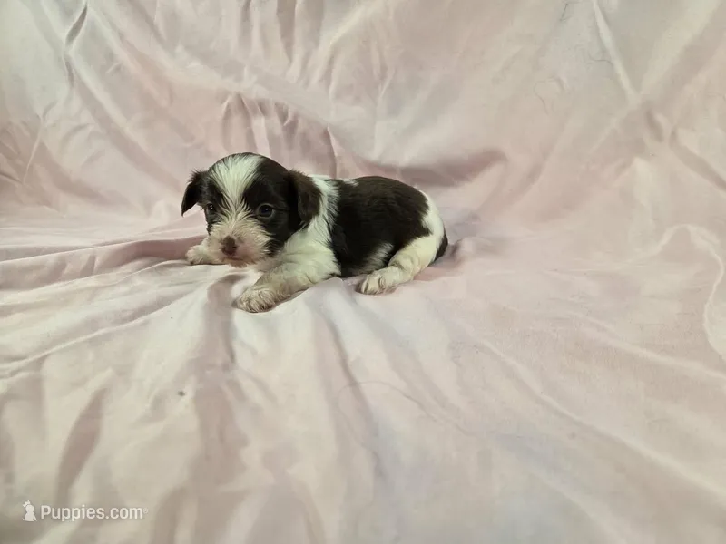 Izzy – Yorkshire Terrier puppy for sale in Charlotte, NC