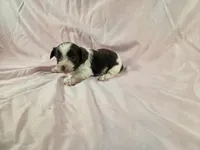 Izzy, a female Yorkshire Terrier for sale in Charlotte, NC – 1 of 2