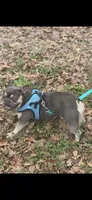Ava, a female French Bulldog for sale in Charlotte, NC – Photo 3 of 3