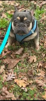 Ava, a female French Bulldog for sale in Charlotte, NC – Photo 1 of 3