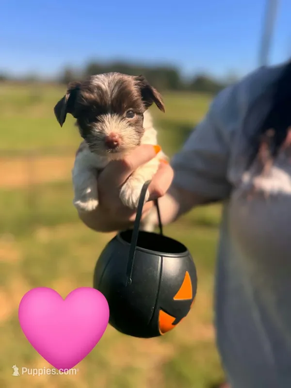 Maple – Yorkshire Terrier puppy for sale in Charlotte, NC