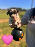 Maple, a female Yorkshire Terrier for sale in Charlotte, NC – 1 of 2