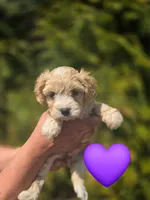 Princess, a female Cavapoo for sale in Charlotte, NC – Photo 1 of 2