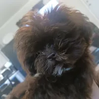 Chewy, a male Shih Tzu for sale in Charlotte, NC – 2 of 4