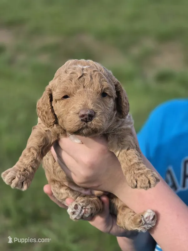 Pippie – Poodle - Miniature  puppy for sale in Charlotte, NC