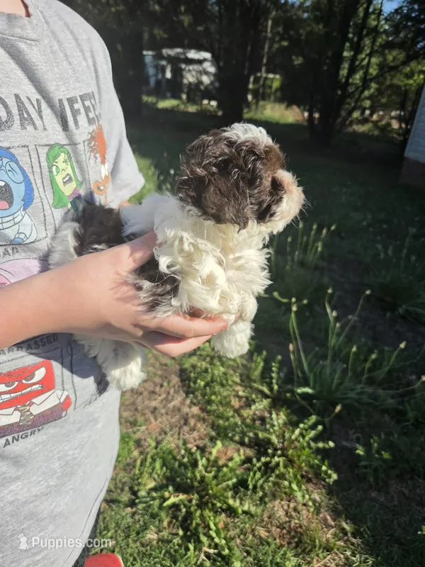 Princess – Shihpoo puppy for sale in Charlotte, NC